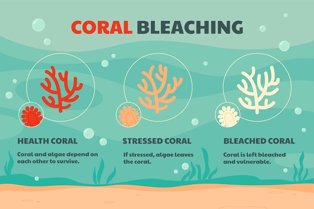 Met de hand getekende infografie over het bleken van koralen