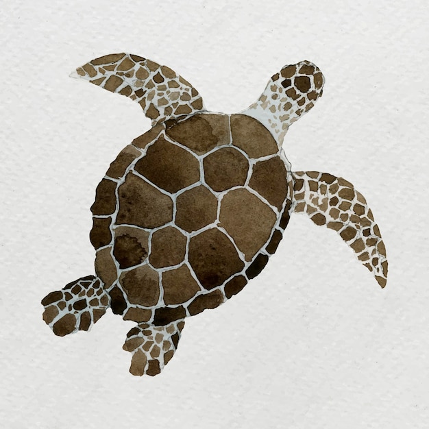 Gratis vector met waterverf geschilderde zeeschildpad op wit canvas