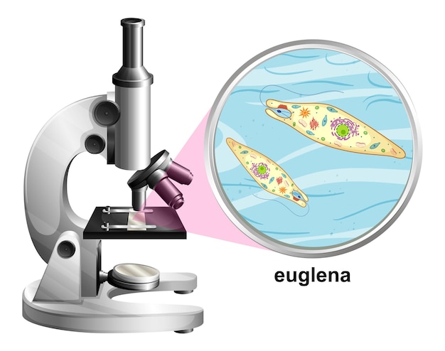 Gratis vector microscoop met anatomiestructuur van euglena op wit