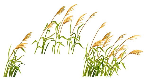 Moeras riet gras Set van moeras cattails Vector lisdodde witte achtergrond