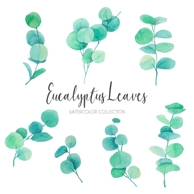 Gratis vector mooie aquarel eucalyptusbladeren