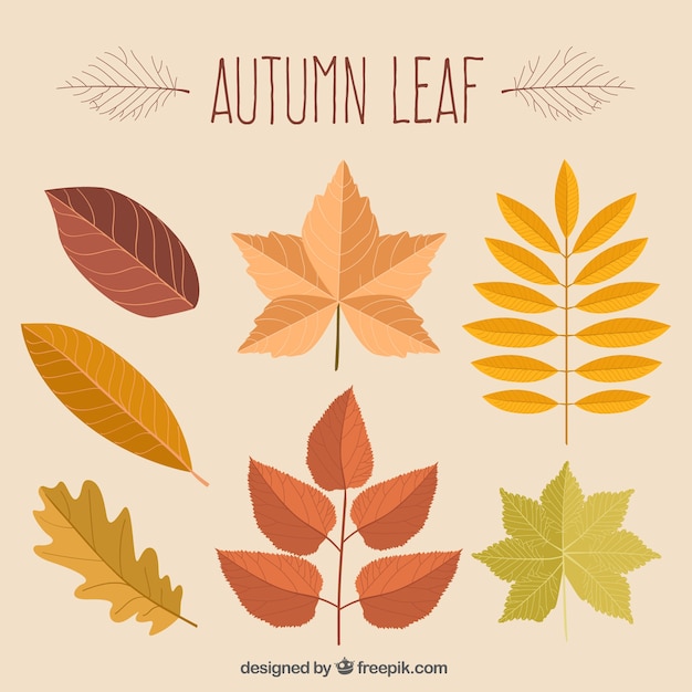 Mooie met de hand getekende autumn leaves