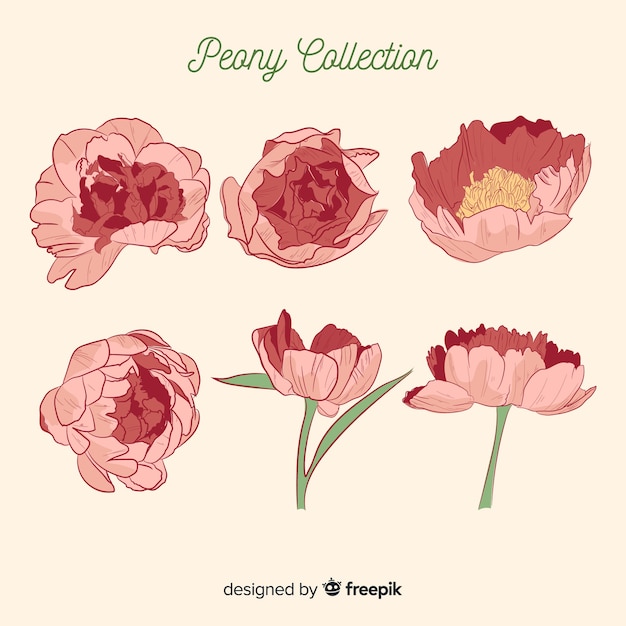 Gratis vector mooie pioenroos bloem collectie