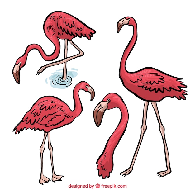 Mooie set van hand getrokken flamingo&#39;s