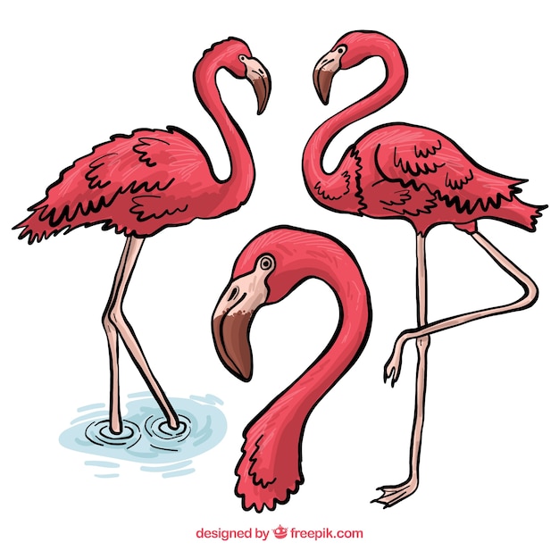 Gratis vector mooie set van hand getrokken flamingo's