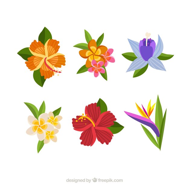Mooie tropische bloemen