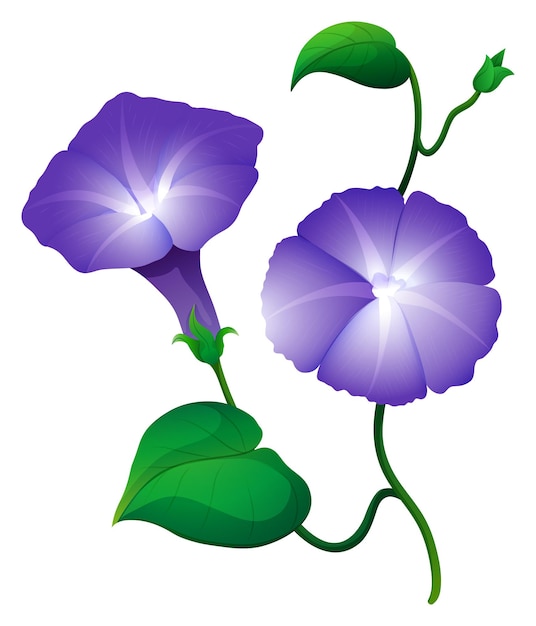 Gratis vector morning glory bloem in paarse kleur