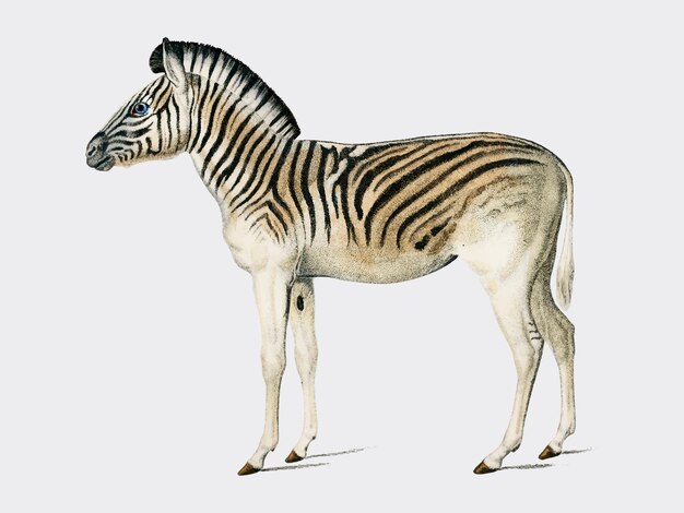 Mountain Zebra (Dauw) geïllustreerd door Charles Dessalines D Orbigny (1806-1876).