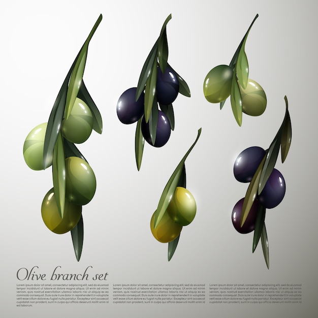 Gratis vector natuurlijke olive tree branches set