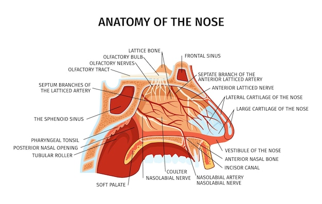 Gratis vector neus anatomie dwarsdoorsnede diagram toont rooster bot slagaders zenuwen kraakbeen zacht gehemelte neusbijholten elementen platte vector illustratie