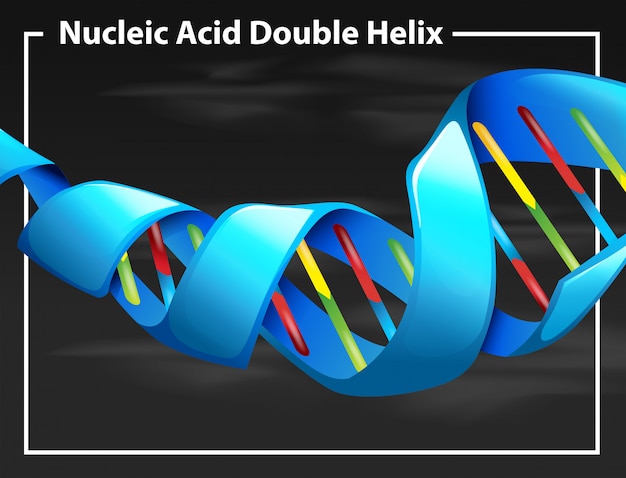 Gratis vector nucleïnezuur dubbele helix