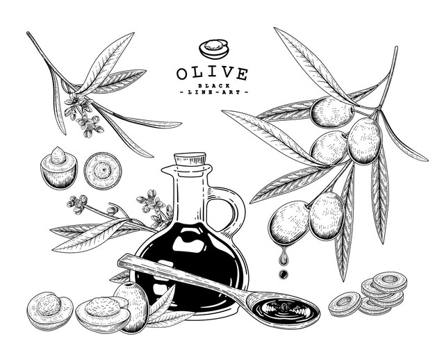 Olive Hand getrokken botanische illustraties.