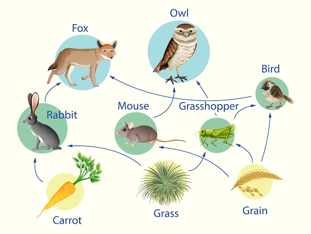 Onderwijsaffiche van biologie voor diagram van voedselketens