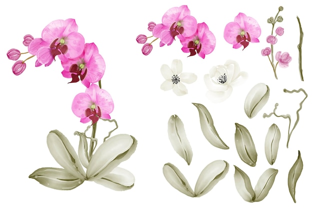 Orchidee roze aquarel geïsoleerde element illustraties