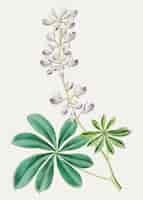 Gratis vector paarse bush lupine