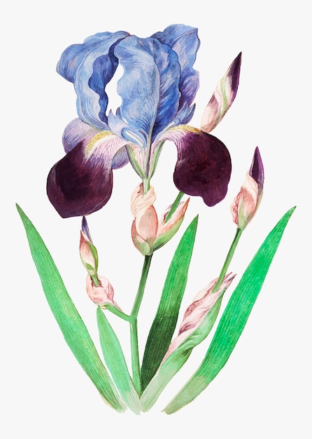 Paarse iris in vintage stijl