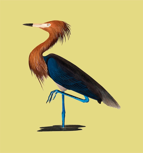 Gratis vector paarse reiger illustratie