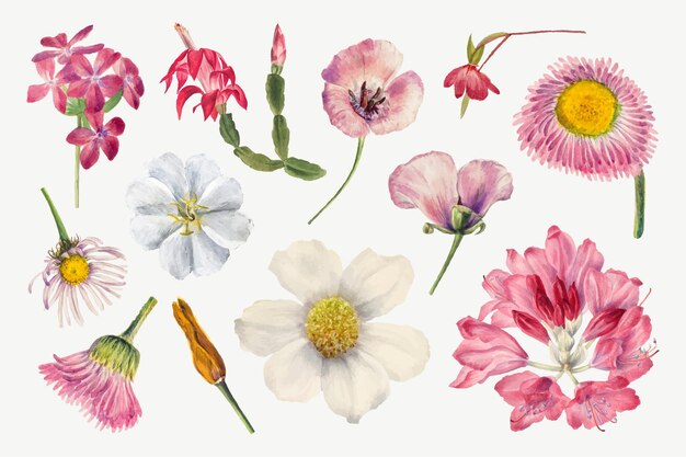 Paarse wilde planten illustratie handgetekende set, geremixt van de kunstwerken van Mary Vaux Walcott