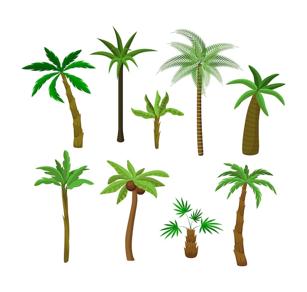 Gratis vector palmbomen cartoon afbeelding collectie. exotische vruchtbare, kokos- of bananenbomen, tropische vegetatie, groen of planten geïsoleerd op een witte achtergrond. natuur, flora, jungle-concept