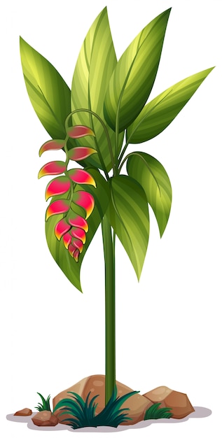 Gratis vector paradijsvogel bloem op wit