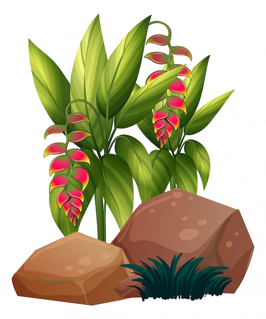 Gratis vector paradijsvogel bloemen op wit