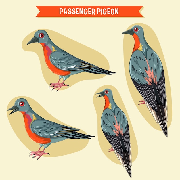 Gratis vector passagiersduif uitsterven vogel