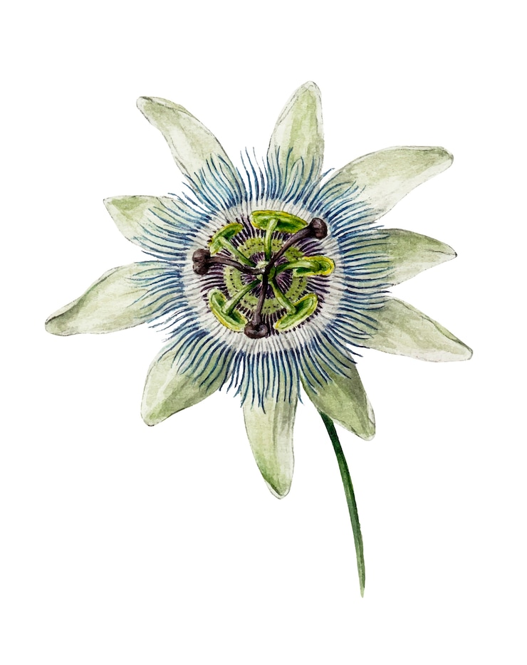Gratis Vector passiebloem