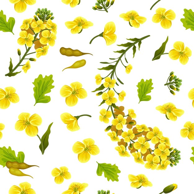 Patroon verkrachting bloemen, canola. Brassica napus.