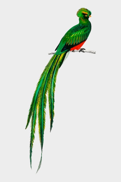 Pavonine quetzal (Pharomachrus pavoninus) geïllustreerd door Charles Dessalines D&#39;Orbigny (1806-1876).