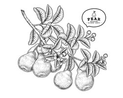 Gratis vector pear fruit hand getrokken botanische illustraties