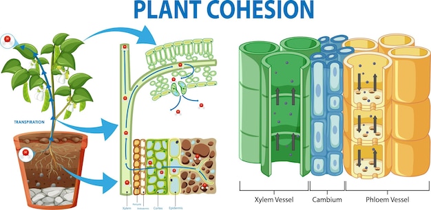 Gratis vector plantencohesie vaatweefsel xyleem en floëem