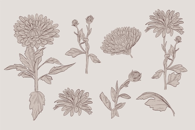 Gratis vector plantkunde bloemcollectie tekening in vintage stijl