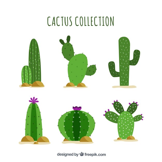Platte cactus met grappige stijl