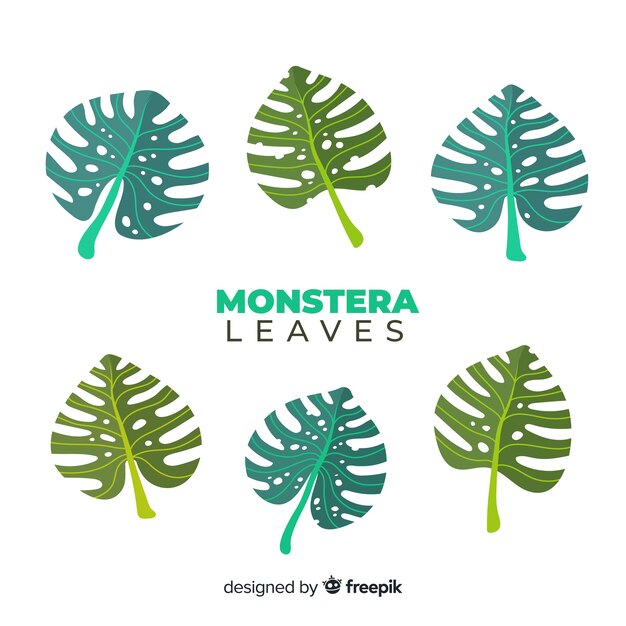 Platte monstera bladeren