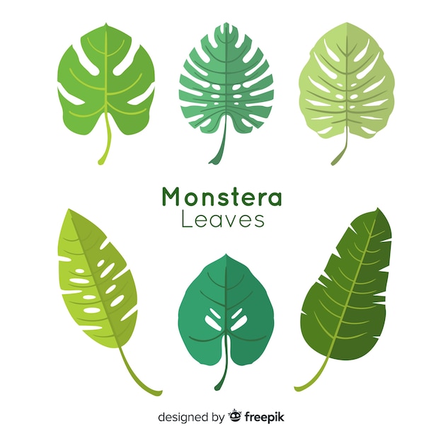 Platte monstera bladeren