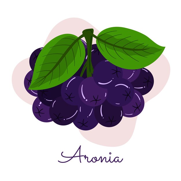 Platte ontwerp aronia illustratie