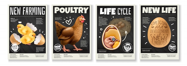 Pluimveehouderij kip levenscyclus fokken vogels uit eieren embryo ontwikkeling 4 realistische posters ingesteld