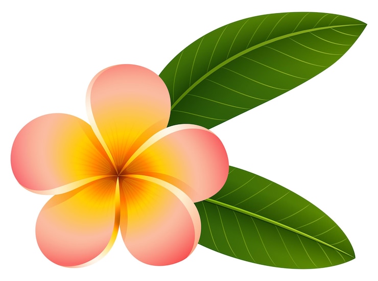 Gratis Vector plumeria in roze kleur