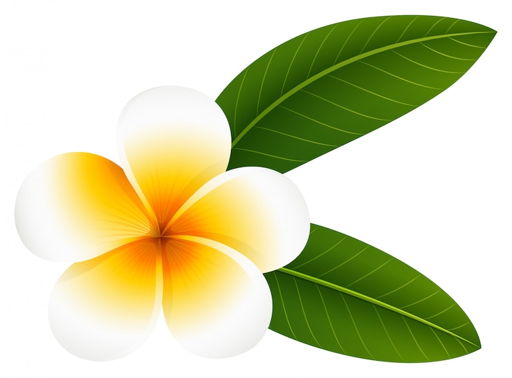 Gratis Vector plumeriabloem met twee bladeren