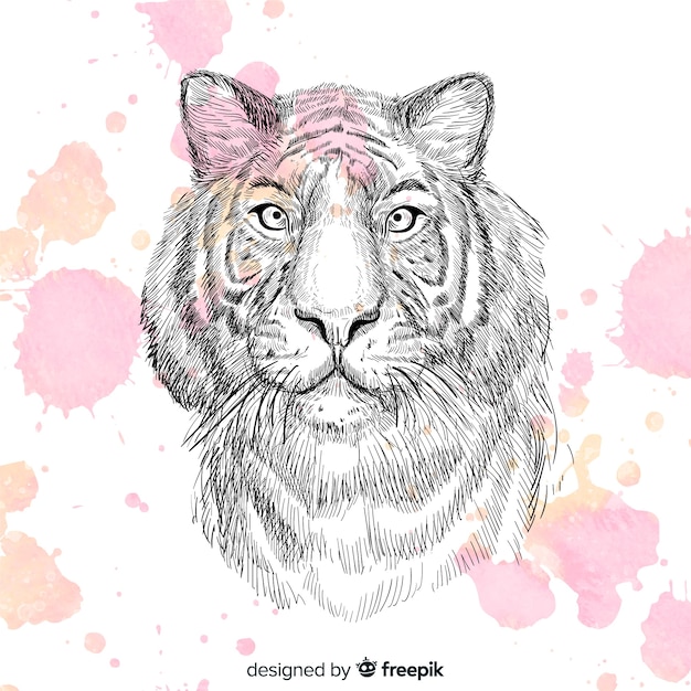 Potlood tijger portret achtergrond
