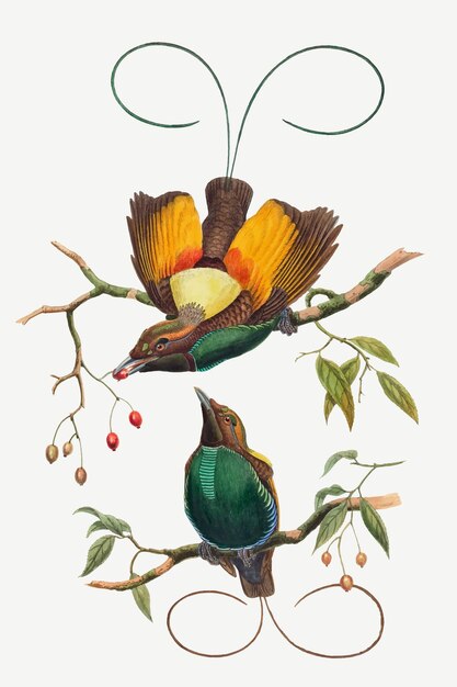 Prachtige paradijsvogel vector dieren kunst print, geremixt van kunstwerken van John Gould en William Matthew Hart