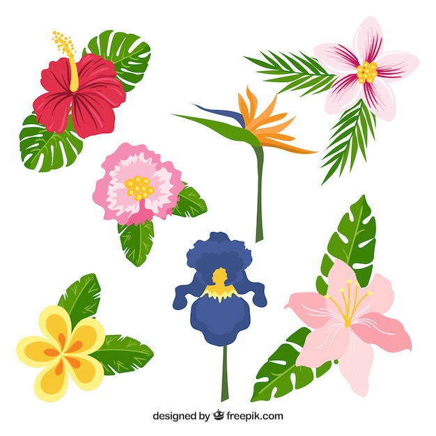 Gratis vector prachtige tropische bloemen instellen