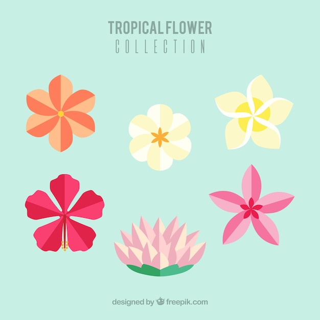 Gratis vector prachtige tropische bloemen instellen