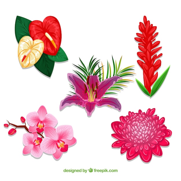 Gratis vector prachtige tropische bloemen instellen