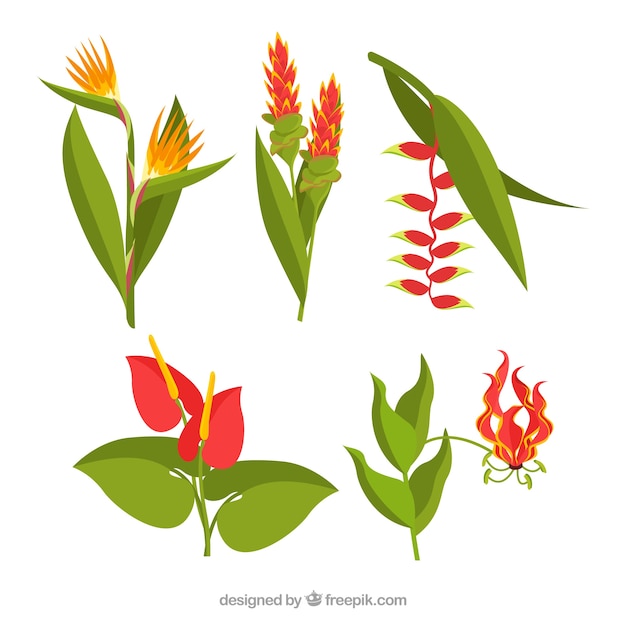 Gratis vector prachtige tropische bloemen instellen