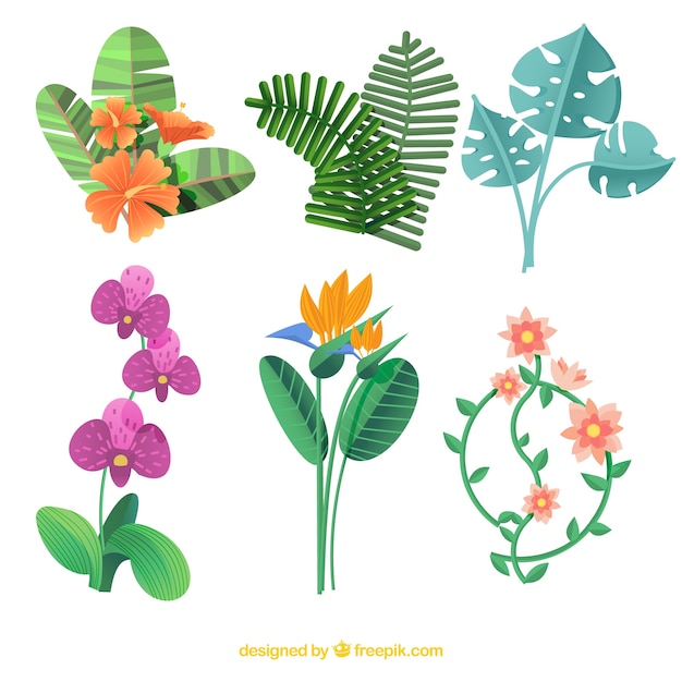 Gratis vector prachtige tropische bloemen instellen