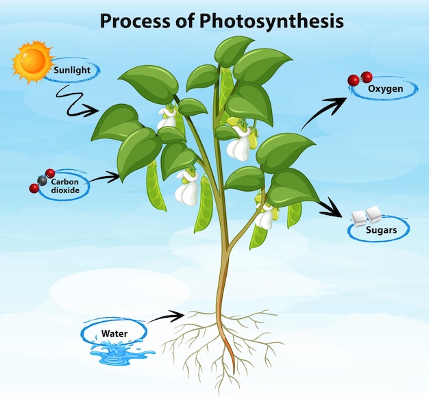 Gratis vector proces van fotosynthese diagram