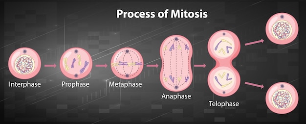 Proces van mitosefasen met uitleg