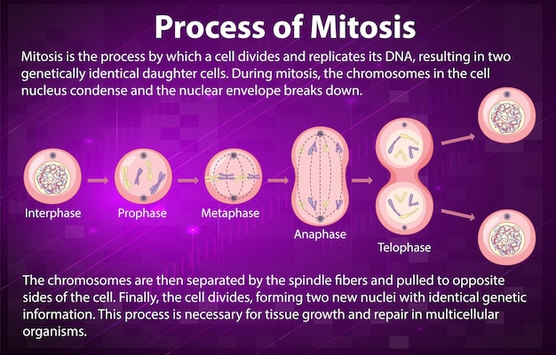 Gratis vector proces van mitosefasen met uitleg
