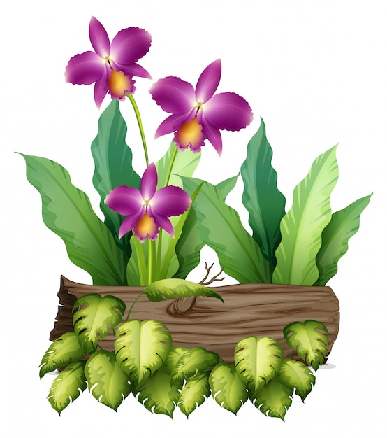 Purpere orchideebloemen en login wit